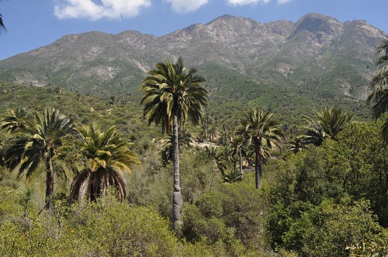 Palmas chilenas y montañas del Valle de Ocoa, Hijuelas